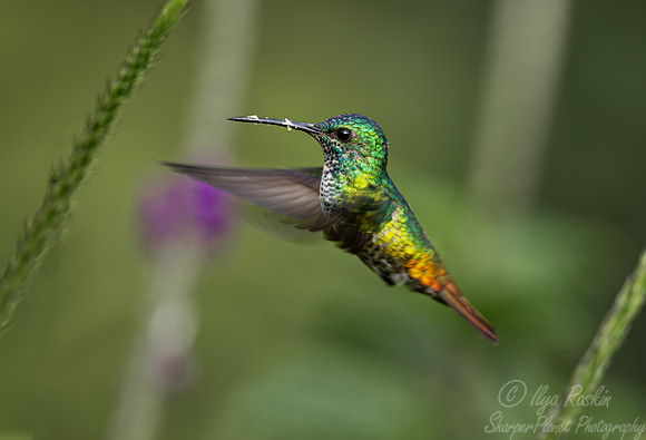 587 Golden-tailed sapphire hummingbird (Chrysuronia oenone) - Ecuador