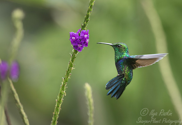 585 Fork-tailed woodnymph (Thalurania furcata) - Ecuador