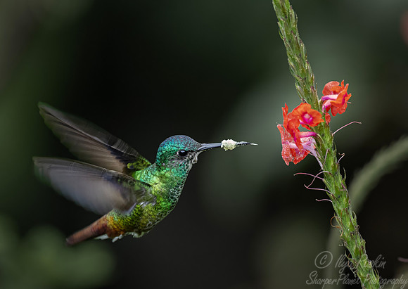 588 Golden-tailed sapphire hummingbird (Chrysuronia oenone) - Ecuador
