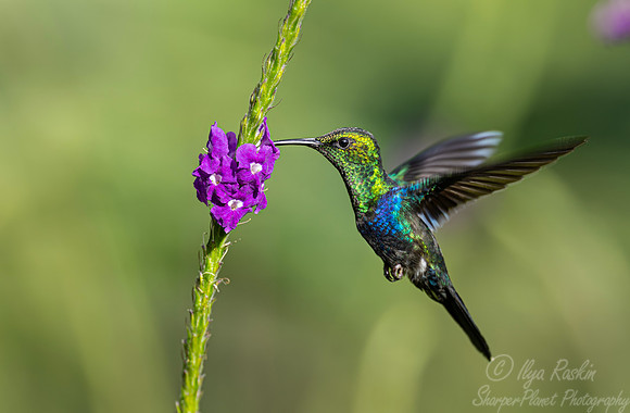 586 Fork-tailed woodnymph (Thalurania furcata) - Ecuador