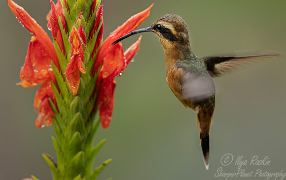 590 Reddish hermit (Phaethornis ruber) - Ecuador