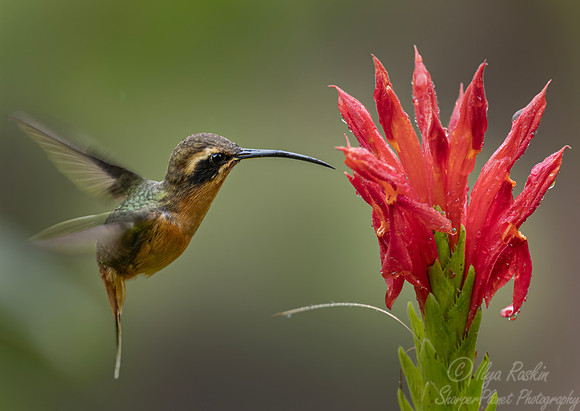 589 Reddish hermit (Phaethornis ruber) - Ecuador