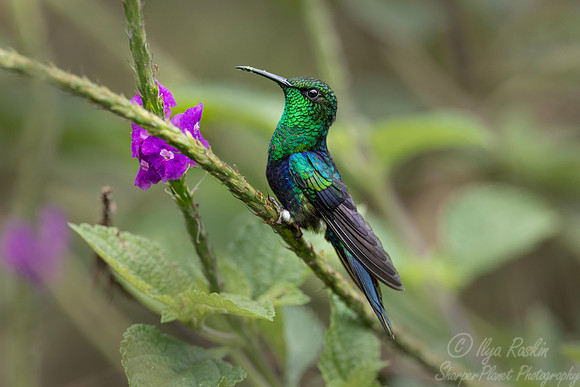 584 Fork-tailed woodnymph (Thalurania furcata) - Ecuador