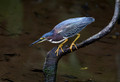 380 Green heron (Butorides virescens) - Costa Rica