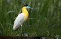 384 Capped heron (Pilherodius pileatus) - Ecuador-2