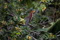 383 Rufescent tiger-heron (Tigrisoma lineatum) - Ecuador