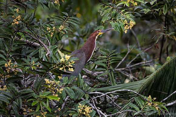 383 Rufescent tiger-heron (Tigrisoma lineatum) - Ecuador