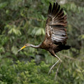 386 Limpkin (Aramus guarauna) - Ecuador