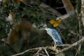 381 Striated heron (Butorides striata) - Ecuador