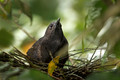 382 Striated heron (Butorides striata) - Ecuador