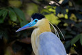 385 Capped heron (Pilherodius pileatus) - Ecuador