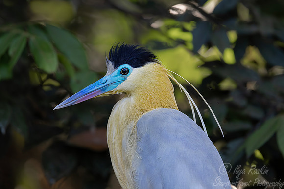 385 Capped heron (Pilherodius pileatus) - Ecuador