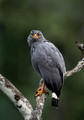 423 Slate-colored hawk (Buteogallus schistaceus) - Ecuador