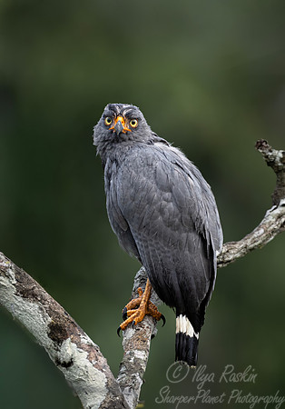 423 Slate-colored hawk (Buteogallus schistaceus) - Ecuador