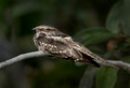 424 Blackish nightjar (Nyctipolus nigrescens) - Ecuador