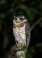 427 band-bellied owl (Pulsatrix melanota) - Ecuador