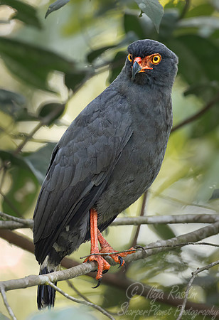 422 Slate-colored hawk (Buteogallus schistaceus) - Ecuador
