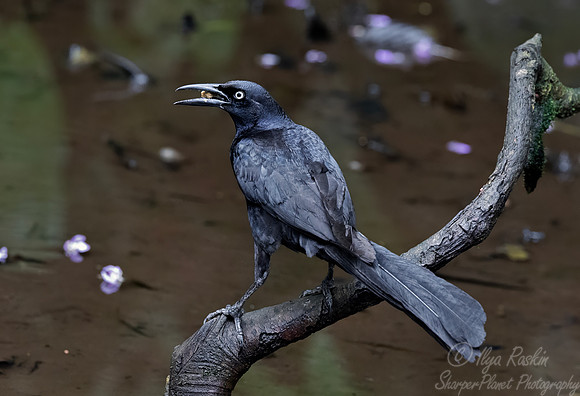 507 Great-tailed grackle male (Quiscalus mexicanus) - Costa Rica