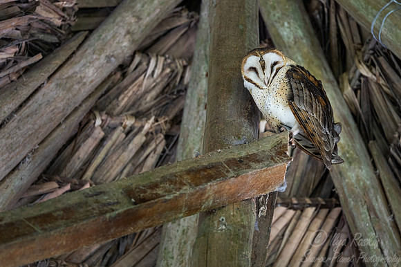 428 American barn owl (Tyto furcata) - Ecuador