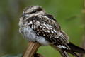 425 ladder-tailed nightjar (Hydropsalis climacocerca) - Ecuador
