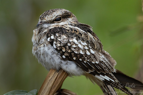425 ladder-tailed nightjar (Hydropsalis climacocerca) - Ecuador