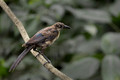 508 Great-tailed grackle female (Quiscalus mexicanus) - Costa Rica