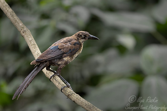 508 Great-tailed grackle female (Quiscalus mexicanus) - Costa Rica