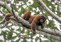 249 Common woolly monkey (Lagothrix lagothricha) - Ecuador