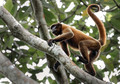248 Common woolly monkey (Lagothrix lagothricha) - Ecuador
