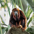 251 Red howler monkey (Alouatta seniculus) - Ecuador