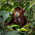 250 Red howler monkey (Alouatta seniculus) - Ecuador