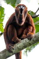 2025-06 Costa Rica & Ecuador Mammals