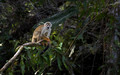 255 Ecuadorian squirrel monkey (Saimiri cassiquiarensis macrodon) - Ecuador