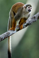 253 Ecuadorian squirrel monkey (Saimiri cassiquiarensis macrodon) - Ecuador
