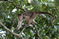 257 Marañón white-fronted capuchin (Cebus yuracus) - Ecuador