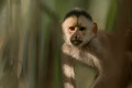256 Marañón white-fronted capuchin (Cebus yuracus) - Ecuador