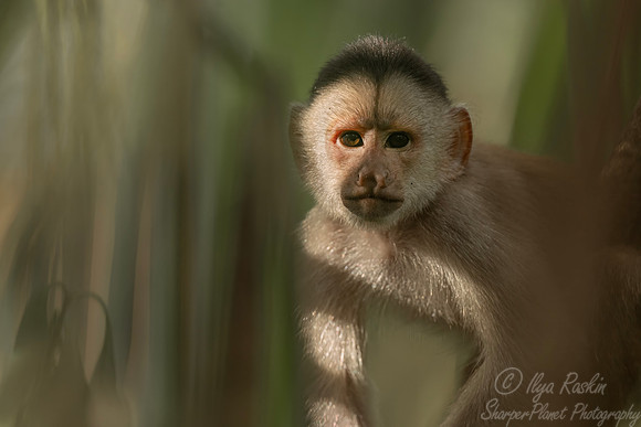 256 Marañón white-fronted capuchin (Cebus yuracus) - Ecuador