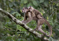260 Marañón white-fronted capuchin (Cebus yuracus) - Ecuador