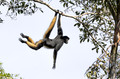 262 White-bellied spider monkey (Ateles belzebuth) - Ecuador