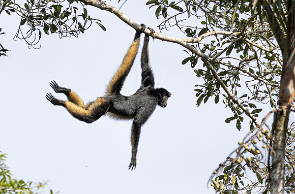 262 White-bellied spider monkey (Ateles belzebuth) - Ecuador
