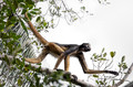263 White-bellied spider monkey (Ateles belzebuth) - Ecuador