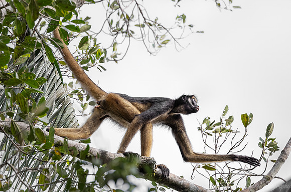 263 White-bellied spider monkey (Ateles belzebuth) - Ecuador