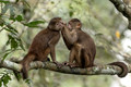 259 Marañón white-fronted capuchin (Cebus yuracus) - Ecuador