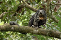 267 Napo saki monkey (Pithecia napensis) - Ecuador