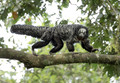 266 Napo saki monkey (Pithecia napensis) - Ecuador