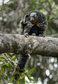 265 Napo saki monkey (Pithecia napensis) - Ecuador