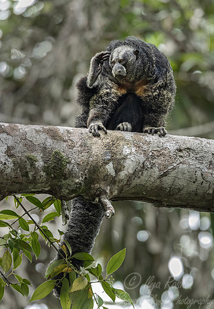 265 Napo saki monkey (Pithecia napensis) - Ecuador