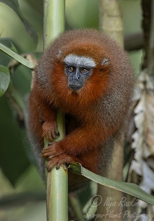 268 Coppery titi monkey (Plecturocebus discolor) - Ecuador