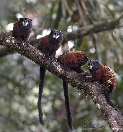 272 Golden-mantled tamarins (Leontocebus tripartitus) - Ecuador