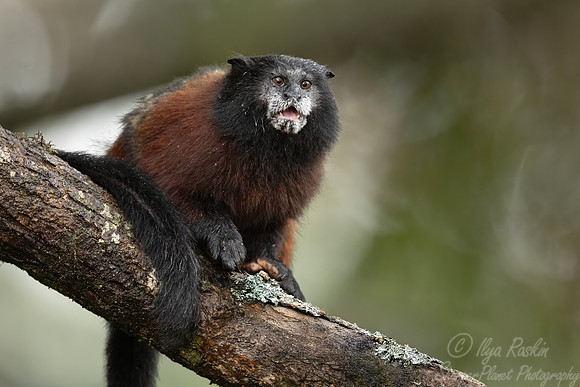 270 Golden-mantled tamarin (Leontocebus tripartitus) - Ecuador